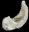 Cretaceous Fossil Oyster (Rastellum) - Madagascar #54431-1